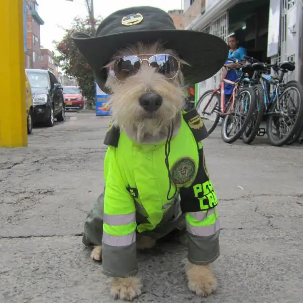 Conheça o mais novo policial de Bogotá Conheça o mais novo policial de Bogotá