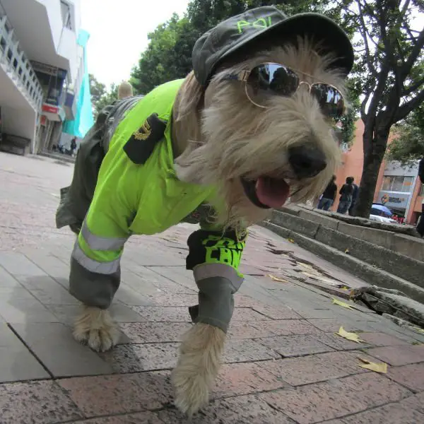 Conheça o mais novo policial de Bogotá Conheça o mais novo policial de Bogotá