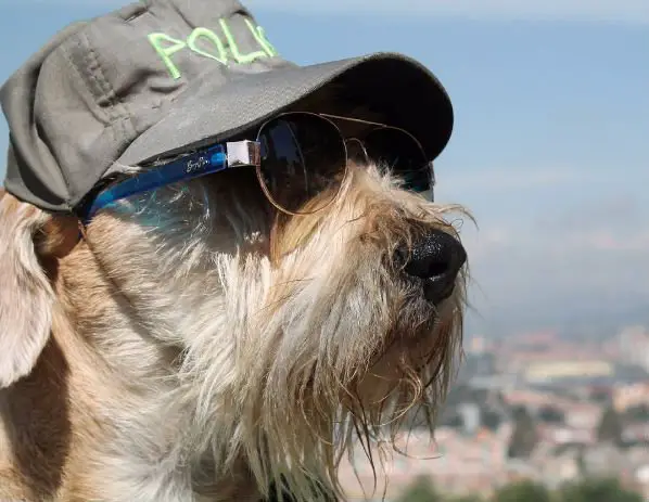 Conheça o mais novo policial de Bogotá Conheça o mais novo policial de Bogotá