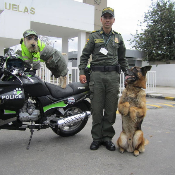 Conheça o mais novo policial de Bogotá