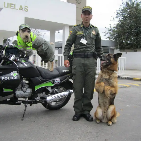 Conheça o mais novo policial de Bogotá Conheça o mais novo policial de Bogotá