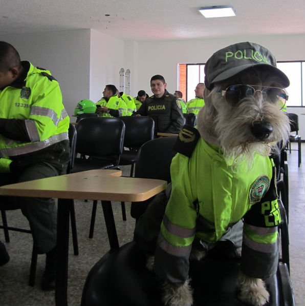 Conheça o mais novo policial de Bogotá