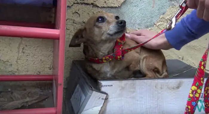 Cachorrinha é resgatada depois de viver dentro de uma caixa de sapatos por meses Cachorrinha é resgatada depois de viver dentro de uma caixa de sapatos por meses