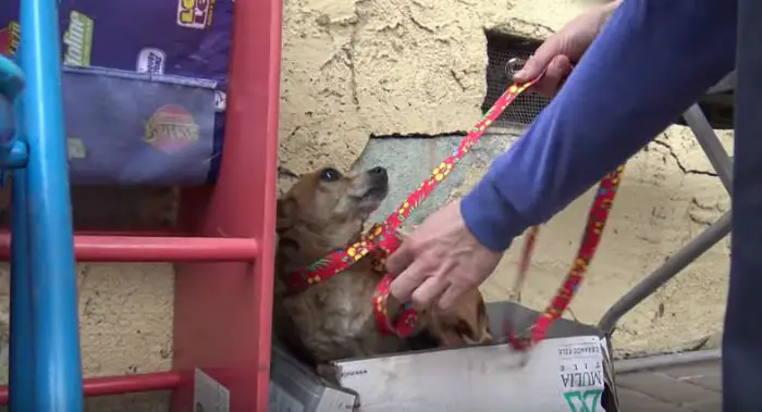 Cachorrinha é resgatada depois de viver dentro de uma caixa de sapatos por meses Cachorrinha é resgatada depois de viver dentro de uma caixa de sapatos por meses