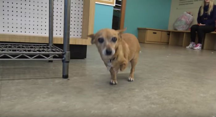 Cachorrinha é resgatada depois de viver dentro de uma caixa de sapatos por meses Cachorrinha é resgatada depois de viver dentro de uma caixa de sapatos por meses