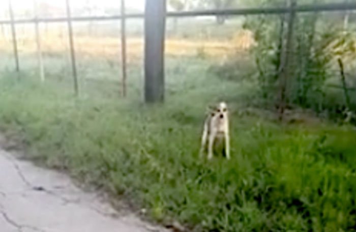 Cachorrinha encontra um anjo da guarda em meio à estrada deserta