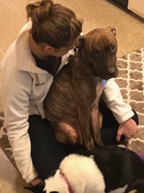 Cão mostra todo seu amor com muitos abraços Cão mostra todo seu amor com muitos abraços