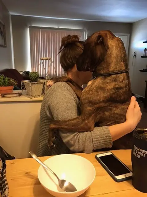 Cão mostra todo seu amor com muitos abraços Cão mostra todo seu amor com muitos abraços