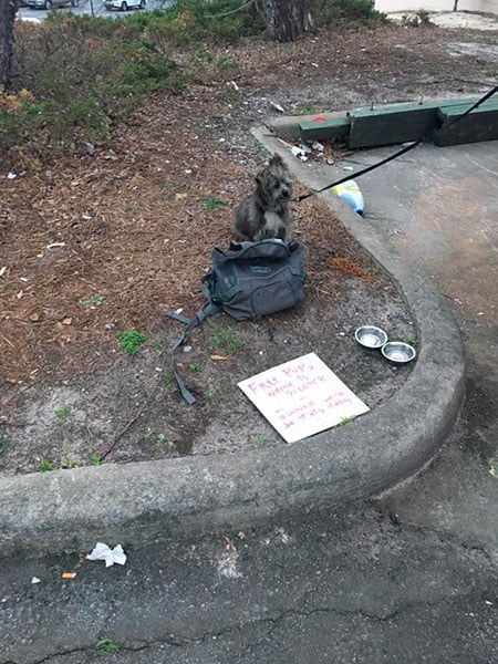 Cão é encontrado amarrado em depósito de lixo com um bilhete revelador