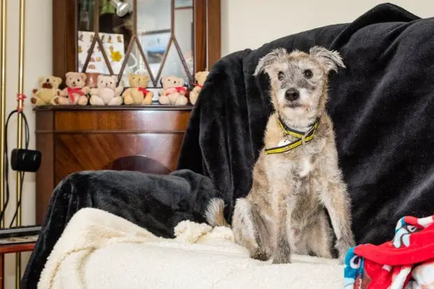 Cão idoso procura um lar para passar seus últimos dias