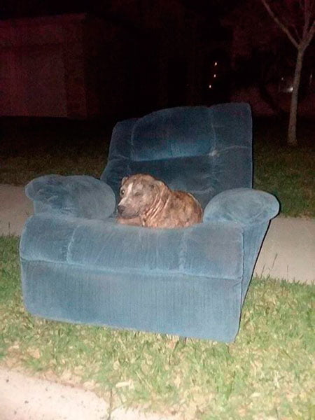 Cão passa seus dias em um velho sofá na rua antes de ser resgatado