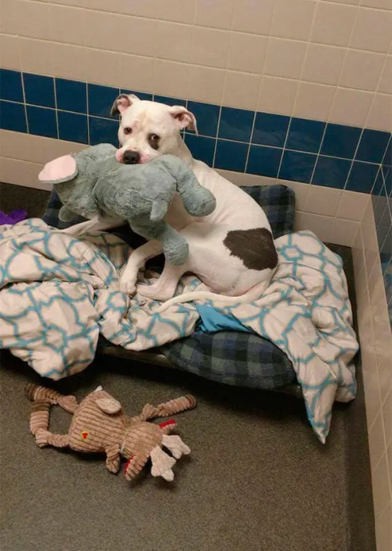 Cãozinho não consegue se separar do seu elefante de brinquedo mesmo quando vai para um abrigo