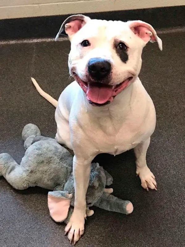 Cãozinho não consegue se separar do seu elefante de brinquedo mesmo quando vai para um abrigo Cãozinho não consegue se separar do seu elefante de brinquedo mesmo quando vai para um abrigo