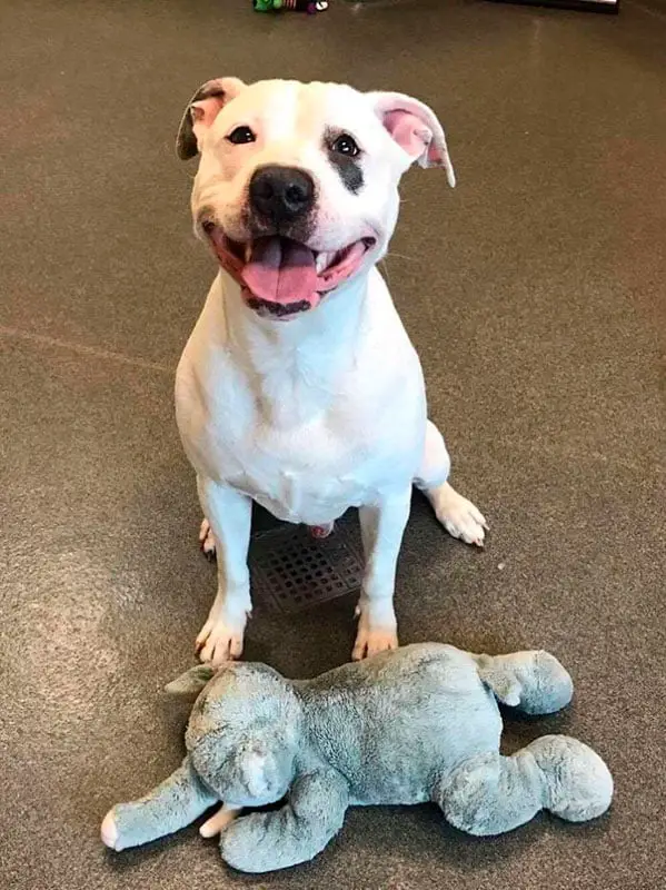 Cãozinho não consegue se separar do seu elefante de brinquedo mesmo quando vai para um abrigo Cãozinho não consegue se separar do seu elefante de brinquedo mesmo quando vai para um abrigo