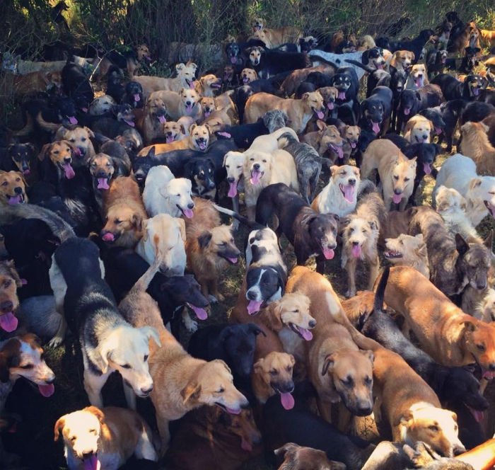 Centenas de cães abandonados vivem em um santuário dedicado somente a eles
