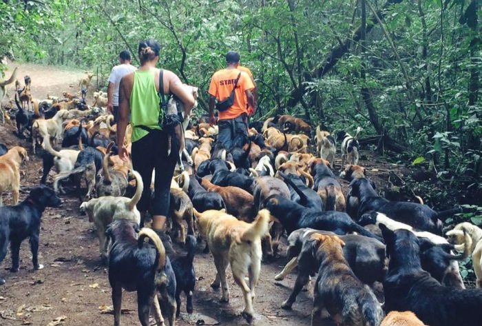 Centenas de cães abandonados vivem em um santuário dedicado somente a eles