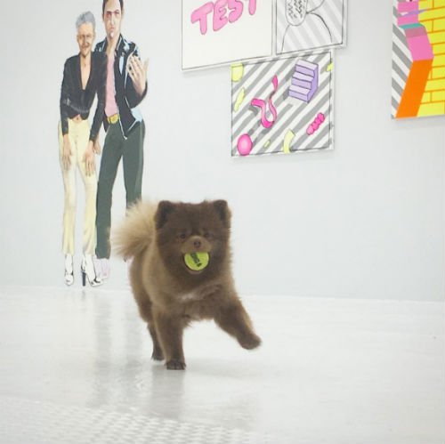 Cão faz sucesso na galeria de arte da sua mãe