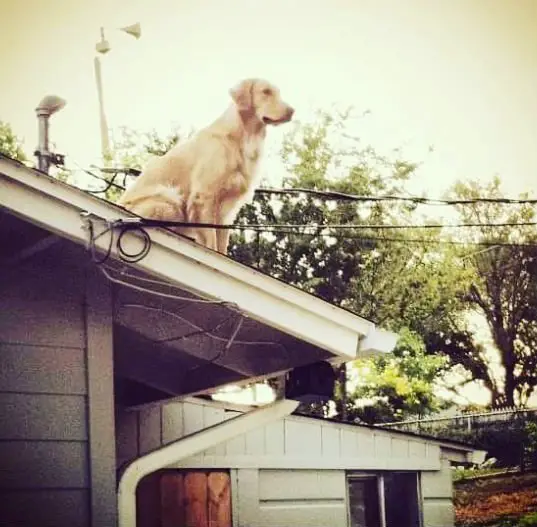 Conheça Huck, o cão que adora ficar no telhado de casa