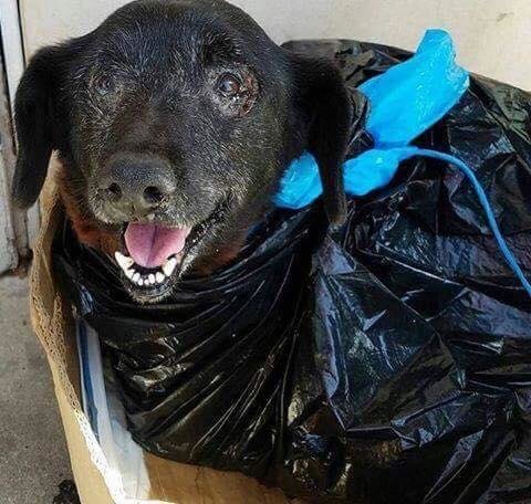 Antigos donos abandonam cão enrolado em um saco plástico