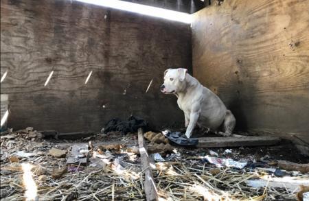 Cachorra acorrentada mastiga a própria pata para se livrar da prisão Cachorra acorrentada mastiga a própria pata para se livrar da prisão