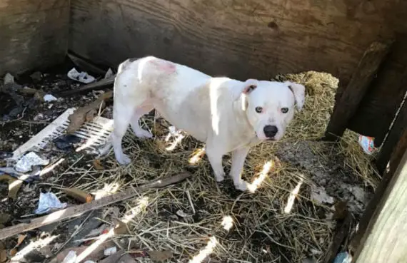 Cachorra acorrentada mastiga a própria pata para se livrar da prisão Cachorra acorrentada mastiga a própria pata para se livrar da prisão