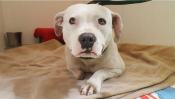 Cachorra acorrentada mastiga a própria pata para se livrar da prisão Cachorra acorrentada mastiga a própria pata para se livrar da prisão