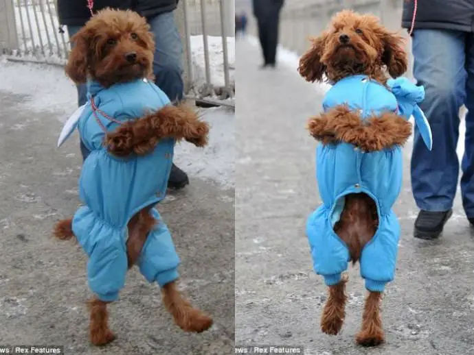 Cachorros andando sobre duas patas: Toda a verdade escondida nos vídeos Cachorros andando sobre duas patas: Toda a verdade escondida nos vídeos