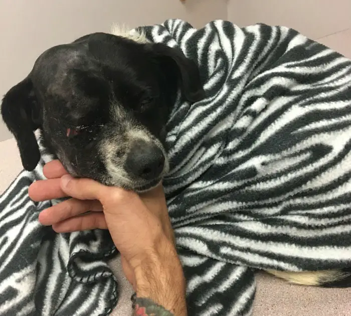 Cão é atropelado e tem sua vida salva por um casal 💗 Cão é atropelado e tem sua vida salva por um casal 💗