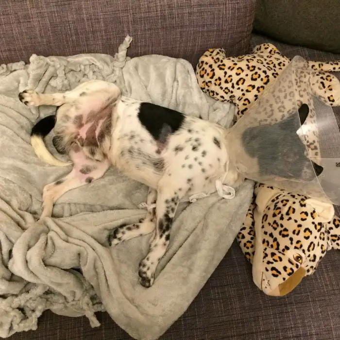 Cão é atropelado e tem sua vida salva por um casal 💗 Cão é atropelado e tem sua vida salva por um casal 💗