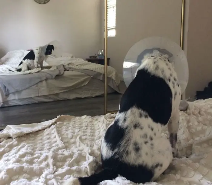 Cão é atropelado e tem sua vida salva por um casal 💗 Cão é atropelado e tem sua vida salva por um casal 💗