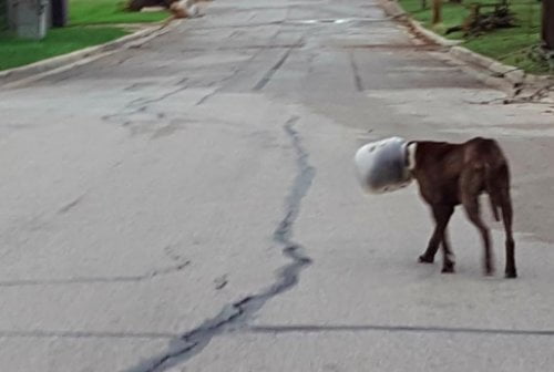 Cão passa três dias com frasco preso na cabeça 💗 Cão passa três dias com frasco preso na cabeça 💗