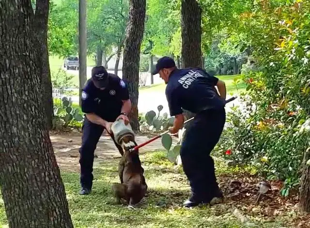 Cão passa três dias com frasco preso na cabeça 💗 Cão passa três dias com frasco preso na cabeça 💗