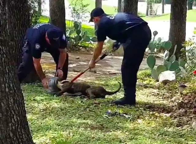 Cão passa três dias com frasco preso na cabeça 💗 Cão passa três dias com frasco preso na cabeça 💗