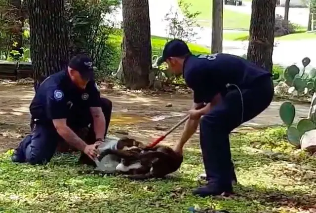 Cão passa três dias com frasco preso na cabeça 💗 Cão passa três dias com frasco preso na cabeça 💗