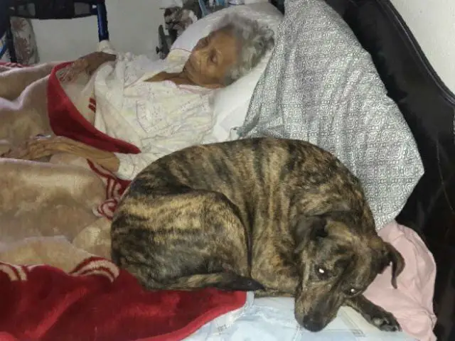 Mulher em estado terminal procura novo lar para seus cães Mulher em estado terminal procura novo lar para seus cães