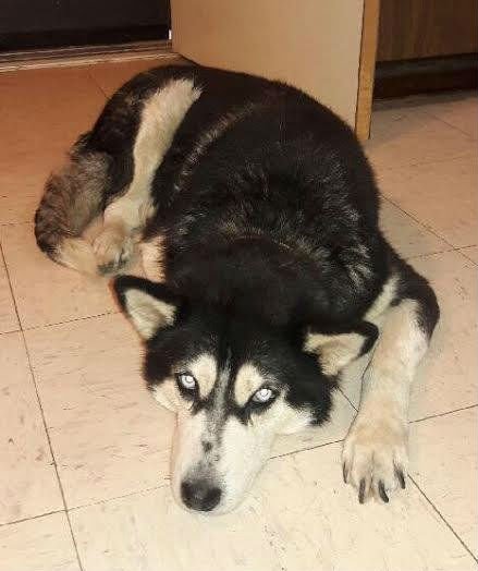 Mulher em estado terminal procura novo lar para seus cães Mulher em estado terminal procura novo lar para seus cães
