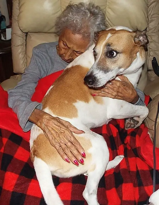 Mulher em estado terminal procura novo lar para seus cães Mulher em estado terminal procura novo lar para seus cães