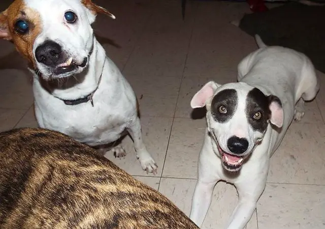 Mulher em estado terminal procura novo lar para seus cães Mulher em estado terminal procura novo lar para seus cães