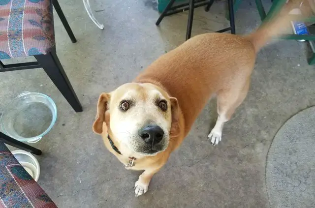 Mulher em estado terminal procura novo lar para seus cães Mulher em estado terminal procura novo lar para seus cães