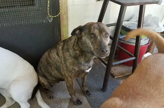 Mulher em estado terminal procura novo lar para seus cães Mulher em estado terminal procura novo lar para seus cães