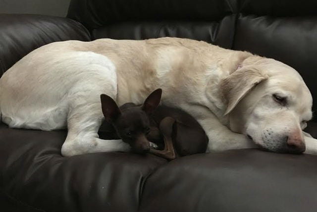 Labradora adora quando seus irmãos adotivos deitam sobre ela