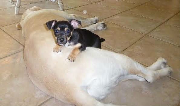 Labradora adora quando seus irmãos adotivos deitam sobre ela