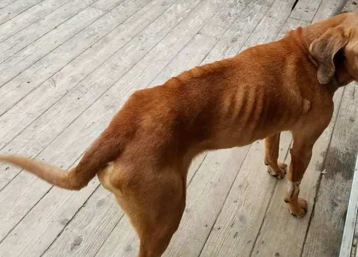 Cachorra desaparecida há dois anos retorna para casa