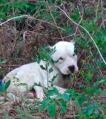 Cachorro abandonado na floresta tem como amigo um ursinho de pelúcia
