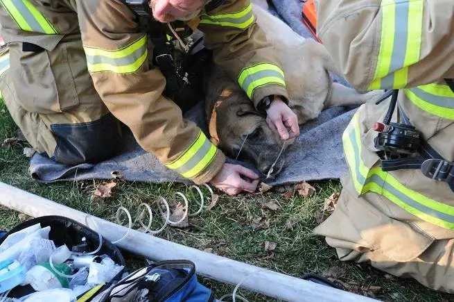 Cachorro encontra gato perdido debaixo de casa após ter sido salvo de incêndio