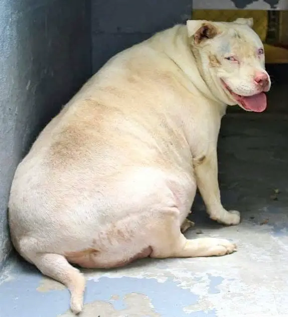 Cadela perde metade do seu peso e procura um lar para viver