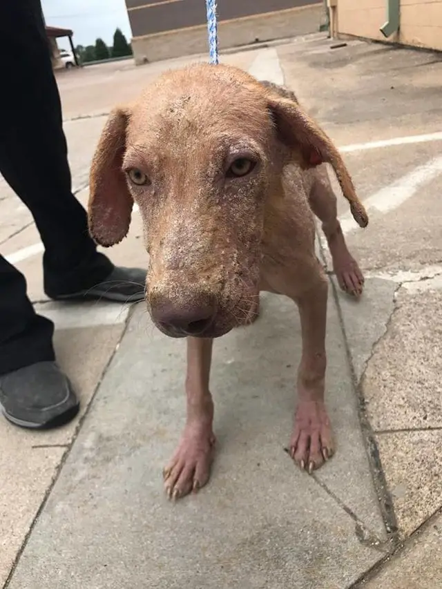 Cão é abandonado na rua e estado da sua pele surpreende os voluntários