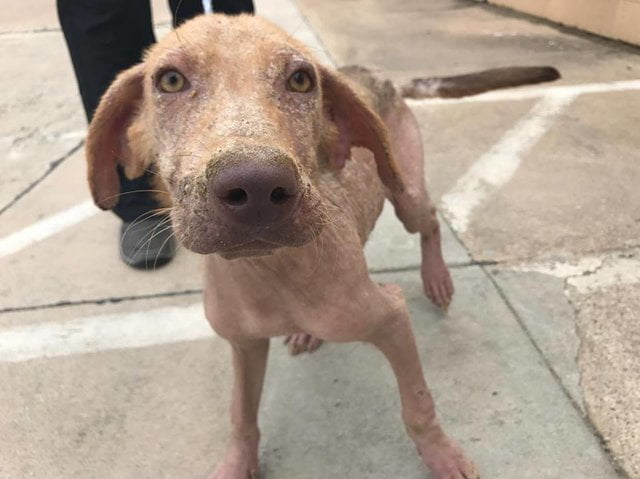 Cão é abandonado na rua e estado da sua pele surpreende os voluntários