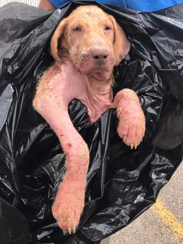 Cão é abandonado na rua e estado da sua pele surpreende os voluntários