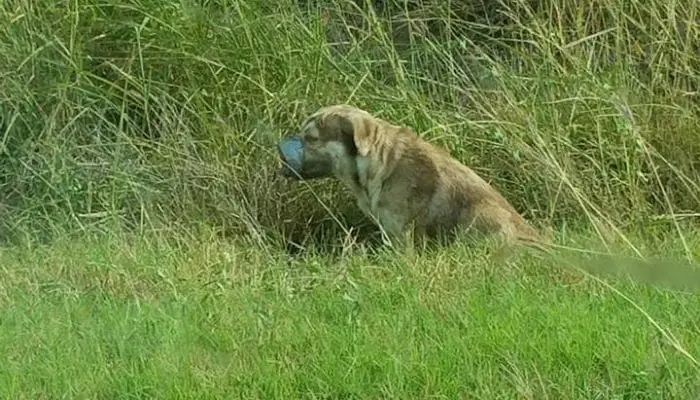 Cão é encontrado com a boca amarrada em beira de estrada